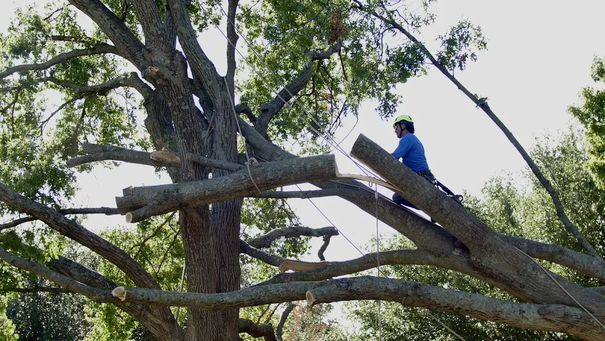 Professional Crown Thinning performed by certified arborists in Prosperity