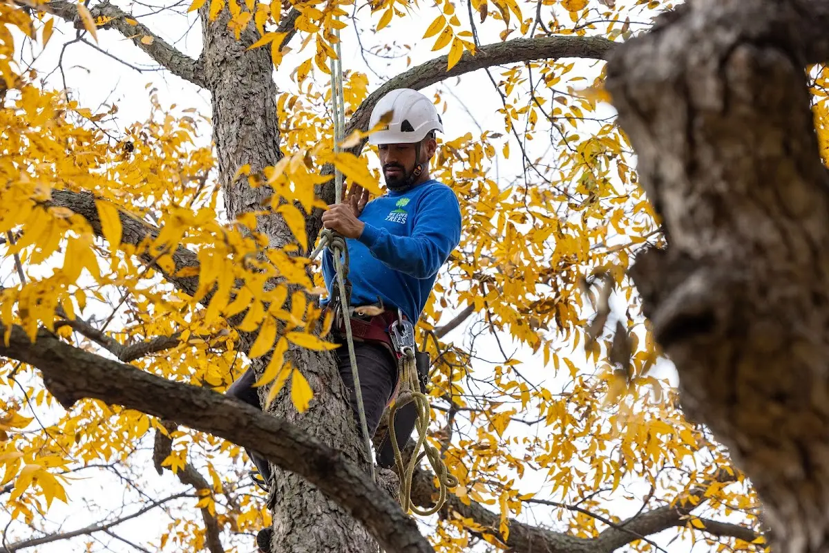 Skilled Tree Trimming crew working in Prosperity