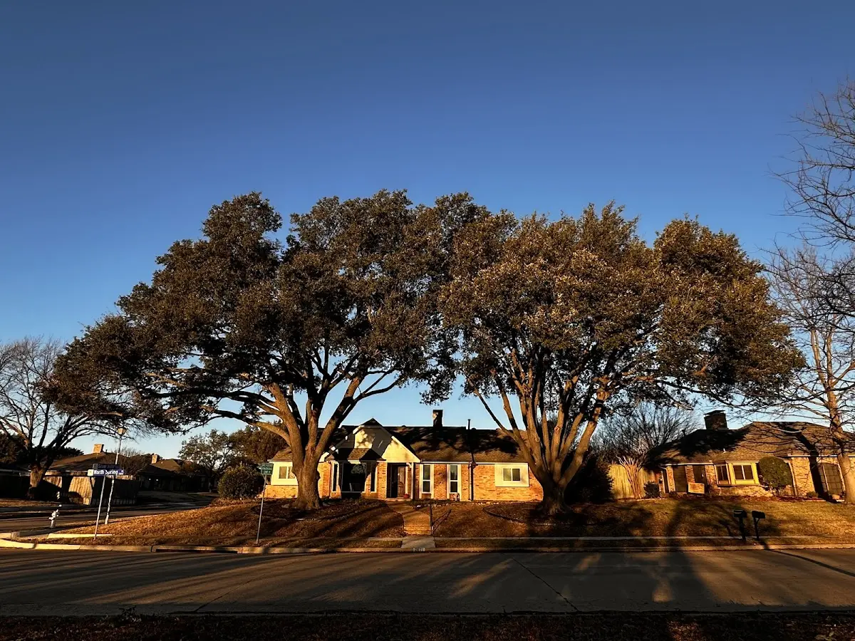 Established residential canopy tree shading a home in Prosperity
